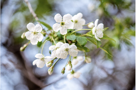 Cherry flowers frame, a Nature Photo by Nature and travel