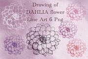 Drawing of DAHLIA Flower Line Art, a Decorative Illustration by Sense Library (Thumbnail 1 of 5)