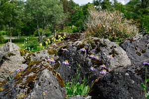 Wildflowers growing among mossy rocks in Reykjavik, Iceland's lush park scenery, a Photo by AS photostudio