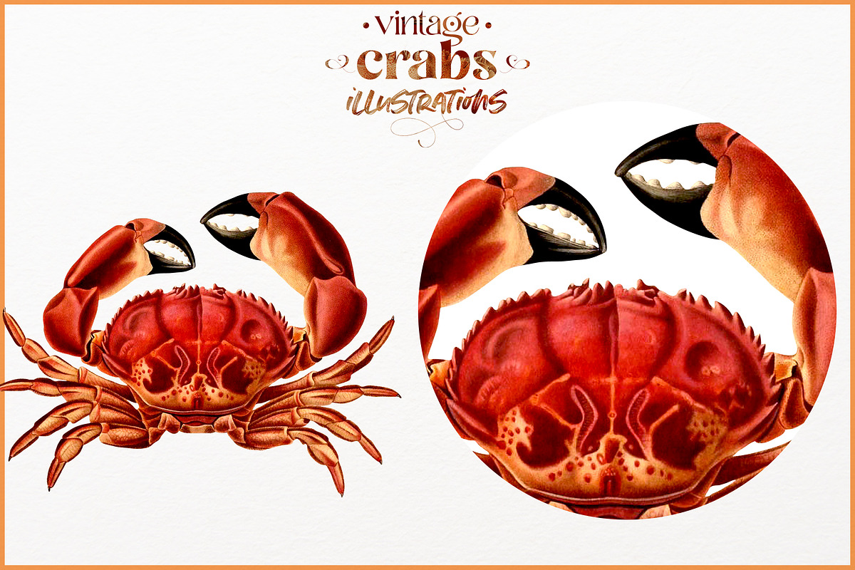 Vintage Crab illustrations, an Animal Illustration by Natalka Dmitrova art (Photo 7 of 12)