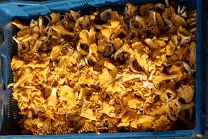 Overhead View of Freshly Foraged, a Nature Photo by Imaginarium