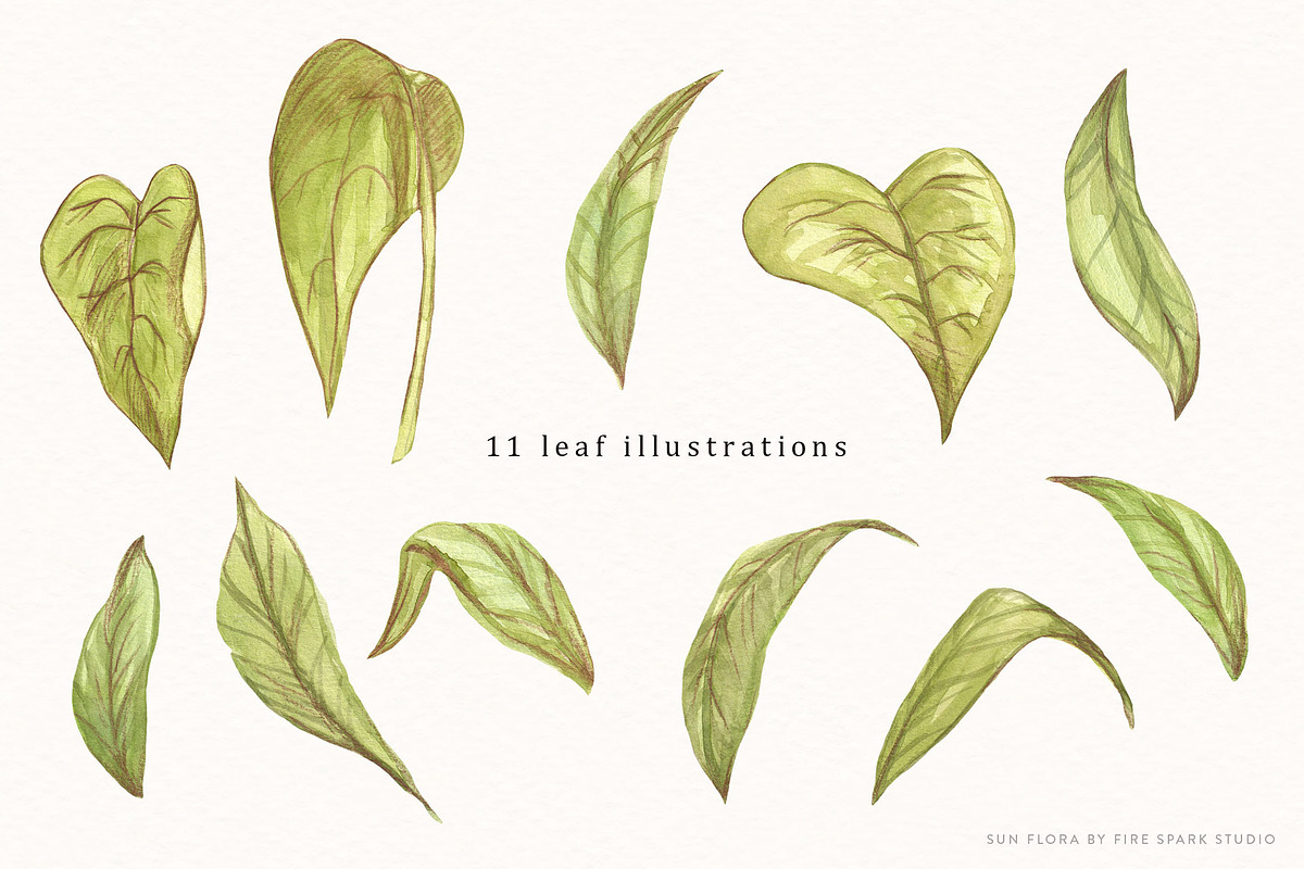 Sunflower Watercolor Illustrations, an Illustration by Fire Spark Studio (Photo 4 of 10)