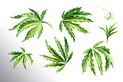 Cannabis. Watercolor collection, a Healthcare Illustration by Daria Ustiugova (Thumbnail 10 of 12)