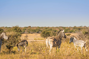 Zebra, an Animal Photo by THP Creative