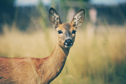 Baby Deer Containing Deer Baby Deer And Baby preview 6