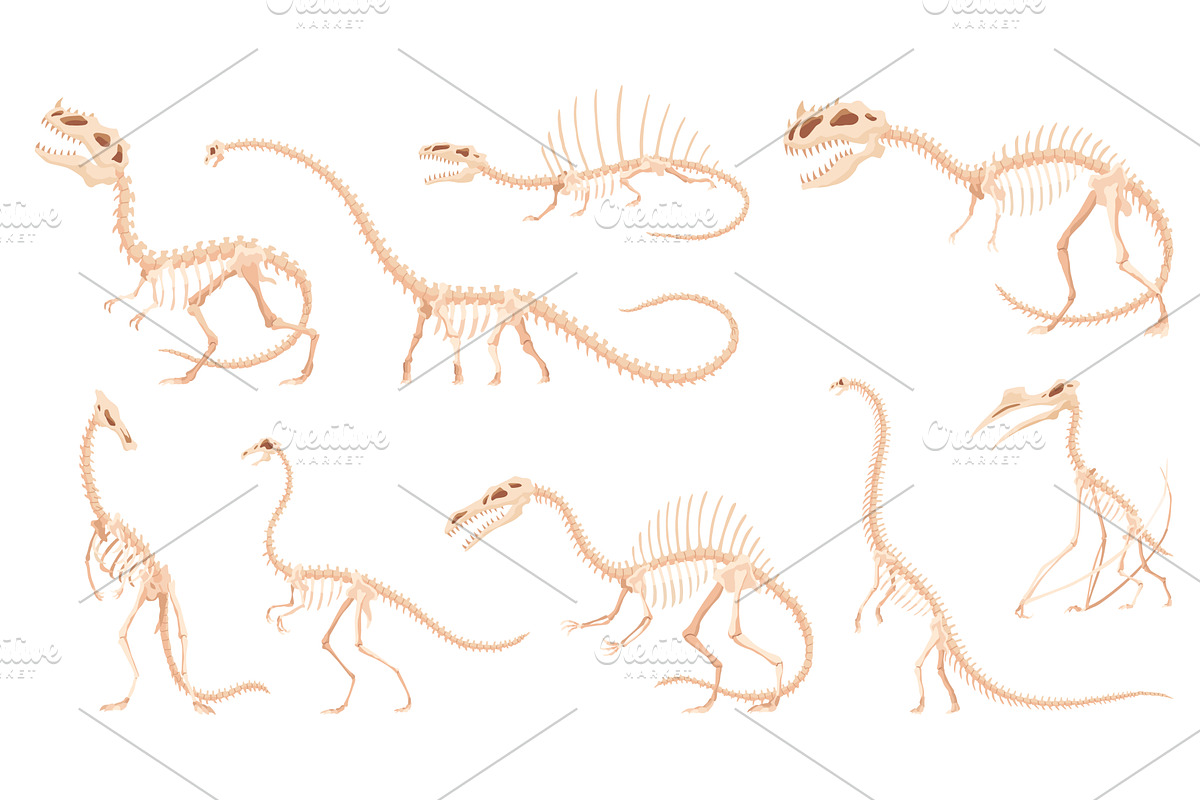 Dinosaur skeleton set. Dino, an Animal Illustration by Things for designers