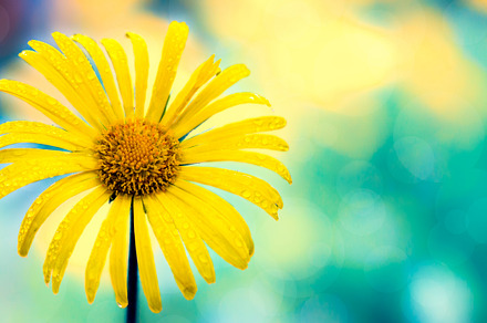 Yellow flower closeup macro onturquoise abstract background., a Nature Photo by Life For Photo
