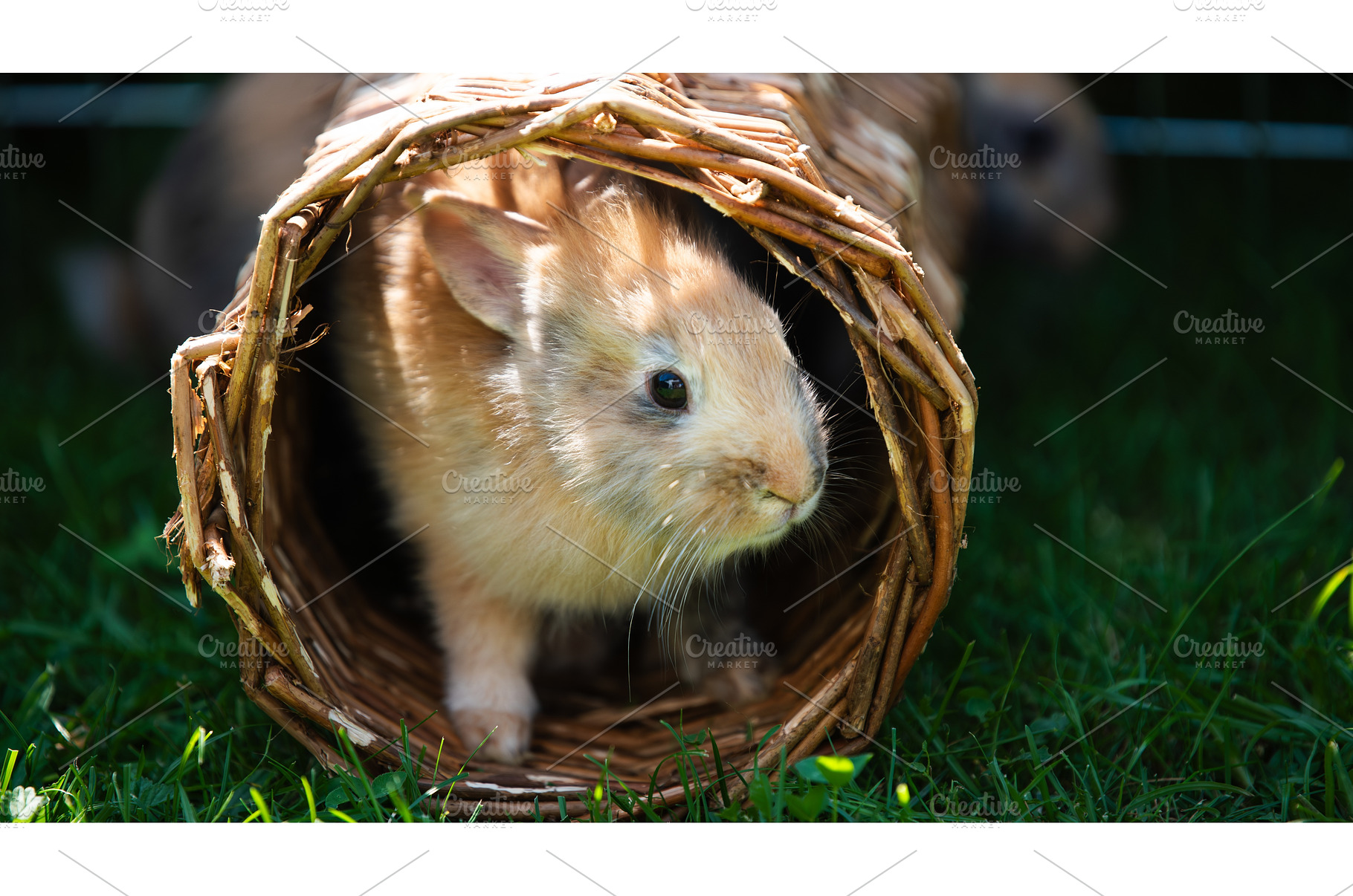 Cute bunny fluffy rabbit, Adorable, an Animal Photo by MadPhotos