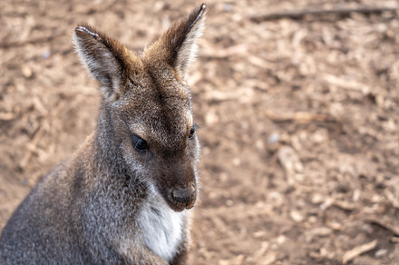 Wallaby standing on dry ground in Kangaroo Island, Australia