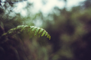 Fern in the mountains