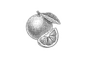 Orange, a Food Illustration by Irina Trusova (Thumbnail 3 of 3)