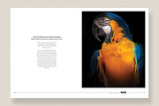 Magazine Template 08, a Magazine Template by pmvch (Thumbnail 9 of 12)