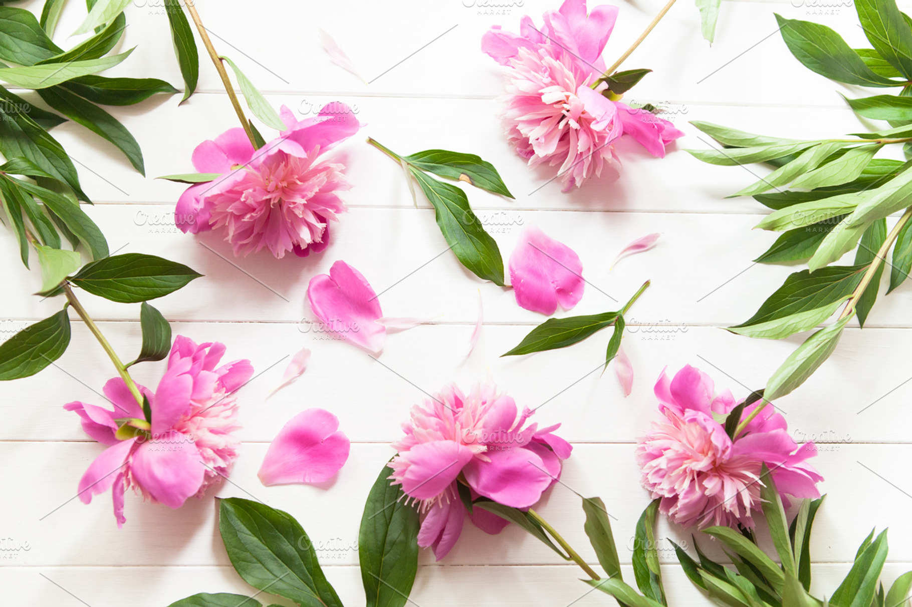 Bright fresh pink summer peonies featuring background, copy space, and casual, a Nature Photo by Marine Girl shop