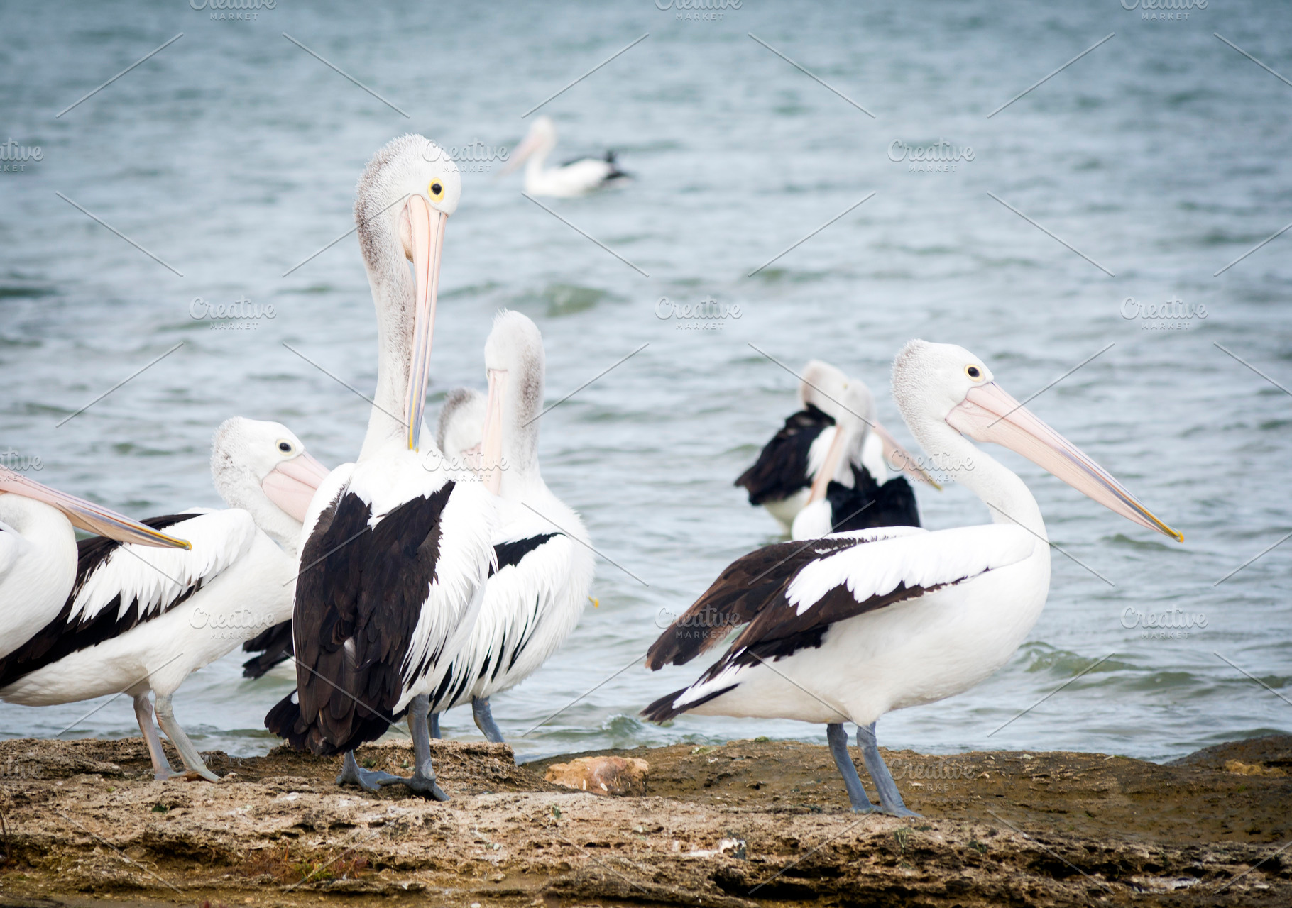Pelicans, an Animal Photo by THP Creative