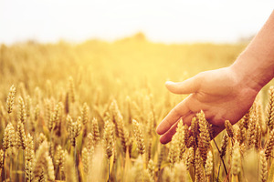 Wheat field agriculture closeup, a Nature Photo by hitdelight