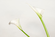 Calla lily flowers stock photo containing arum and petal, a Nature Photo by Alexander62 (Thumbnail 2 of 2)