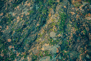Rock textures containing acadia, national park, and atlantic ocean