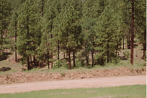 A close-up of pine trunks in a, a Nature Photo by ZinetroN