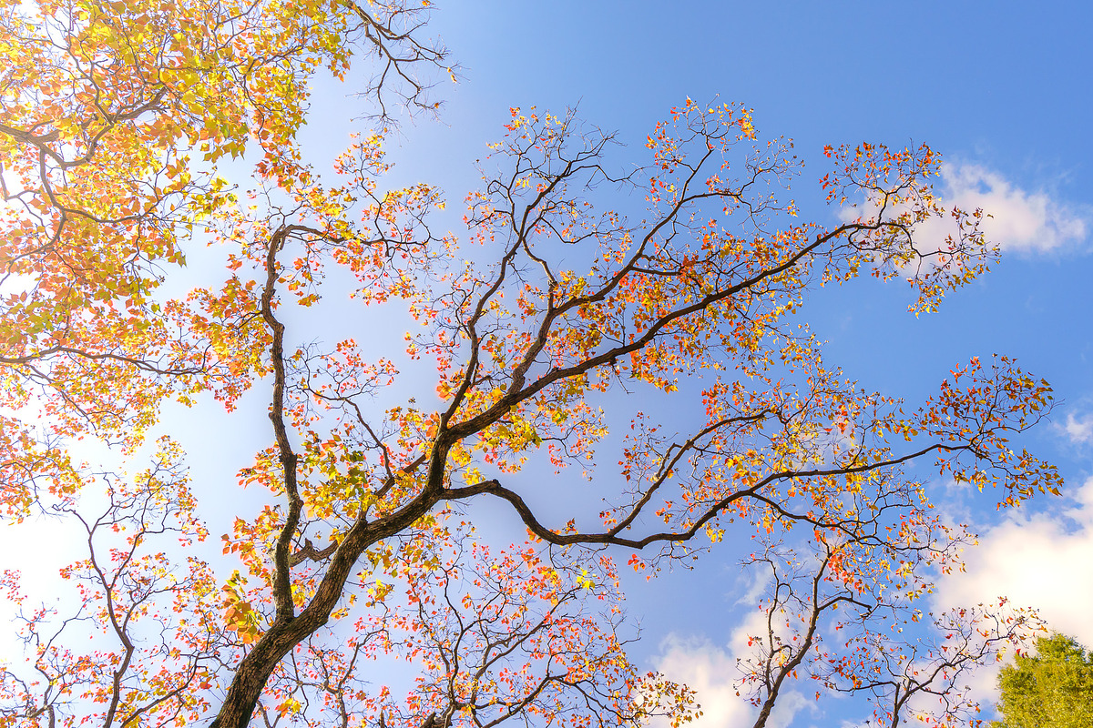 Japan Alpine Autumn 5 Forests photos, a Nature Photo by Silent Nature (Photo 5 of 5)