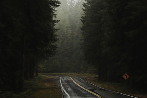 Forest road containing forest road, forest, and road
