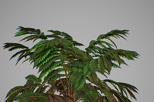 Alsophila Fern Averahe HIGH