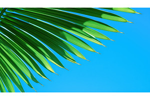 nature palm leaf background ai, a Nature Photo by pikepicture