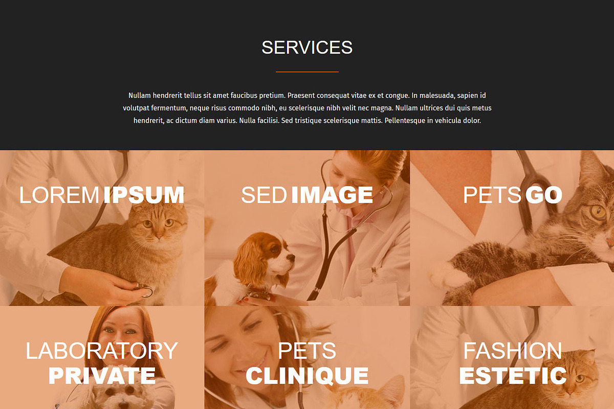 Pet Veterinary, a Bootstrap Template by VALIASOLUTION SHOP (Photo 4 of 7)