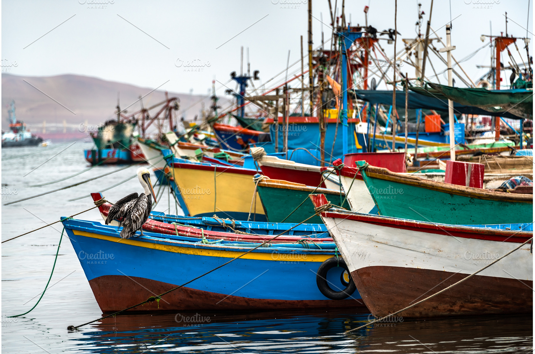 Pelican on a wooden boat at Paracas, an Animal Photo by Leonid Andronov