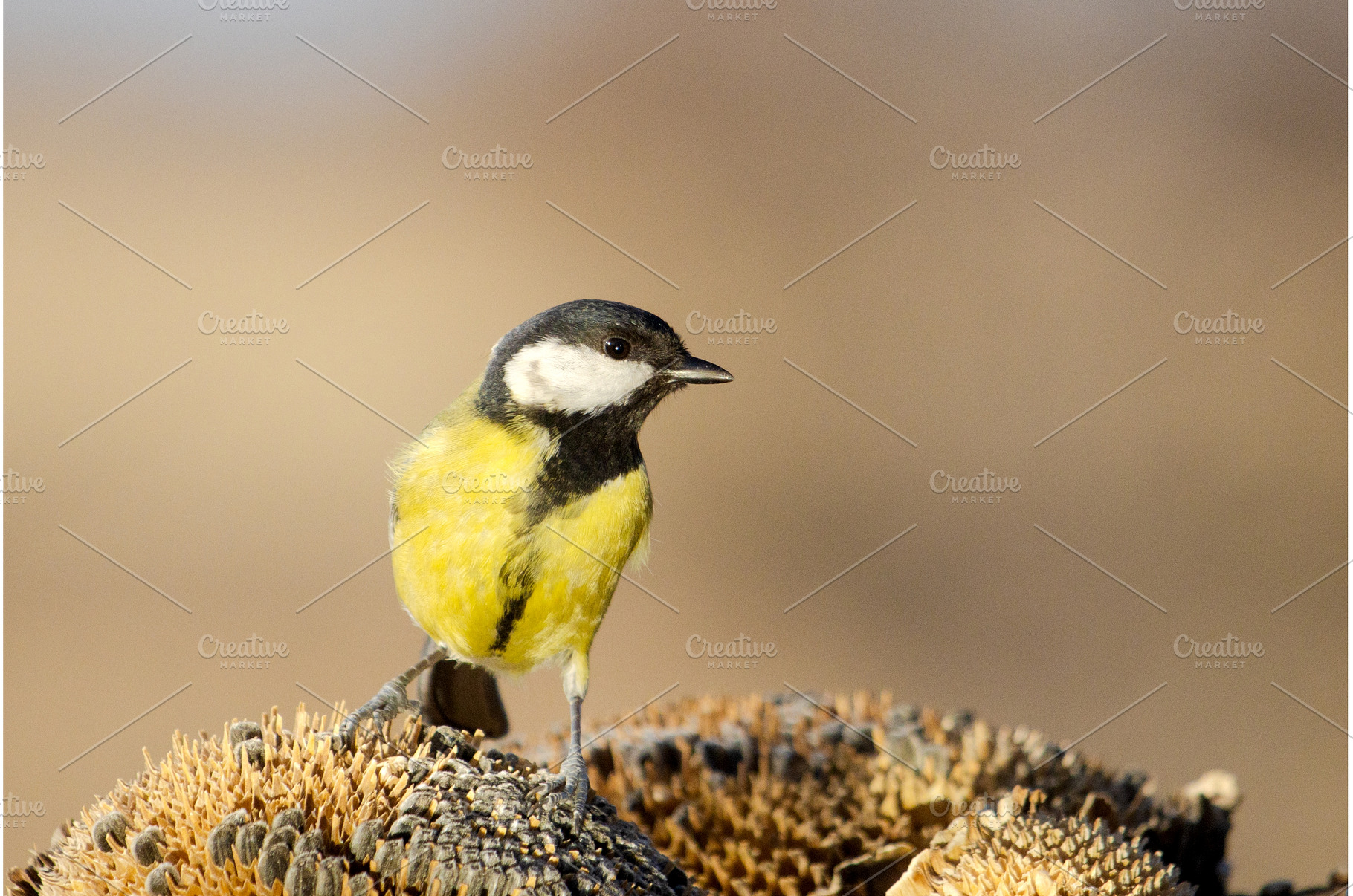 Close up portrait of a small yellow, a Holiday Photo by Pakosta