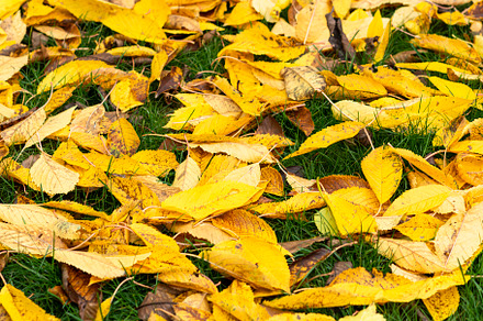 Yellow autumn leaves on green grass, a Nature Photo by nafood