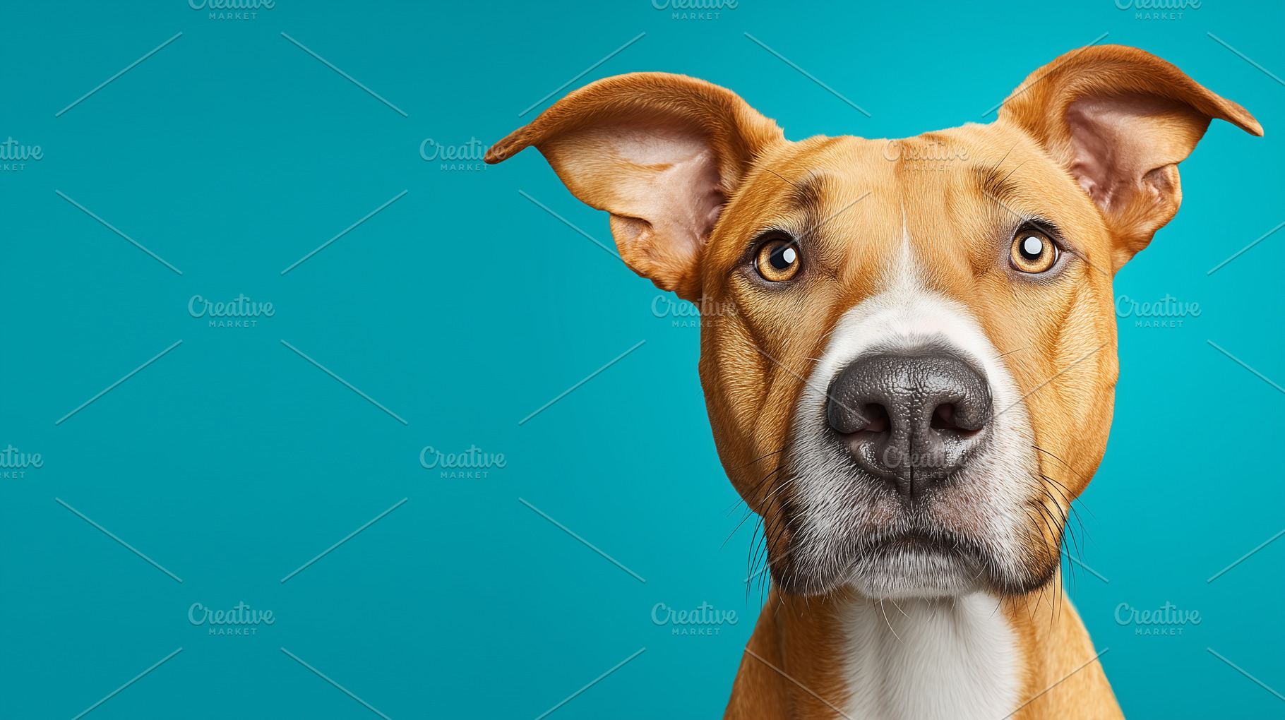 Curious brown pit bull terrier dog, an Animal Photo by MistyDay