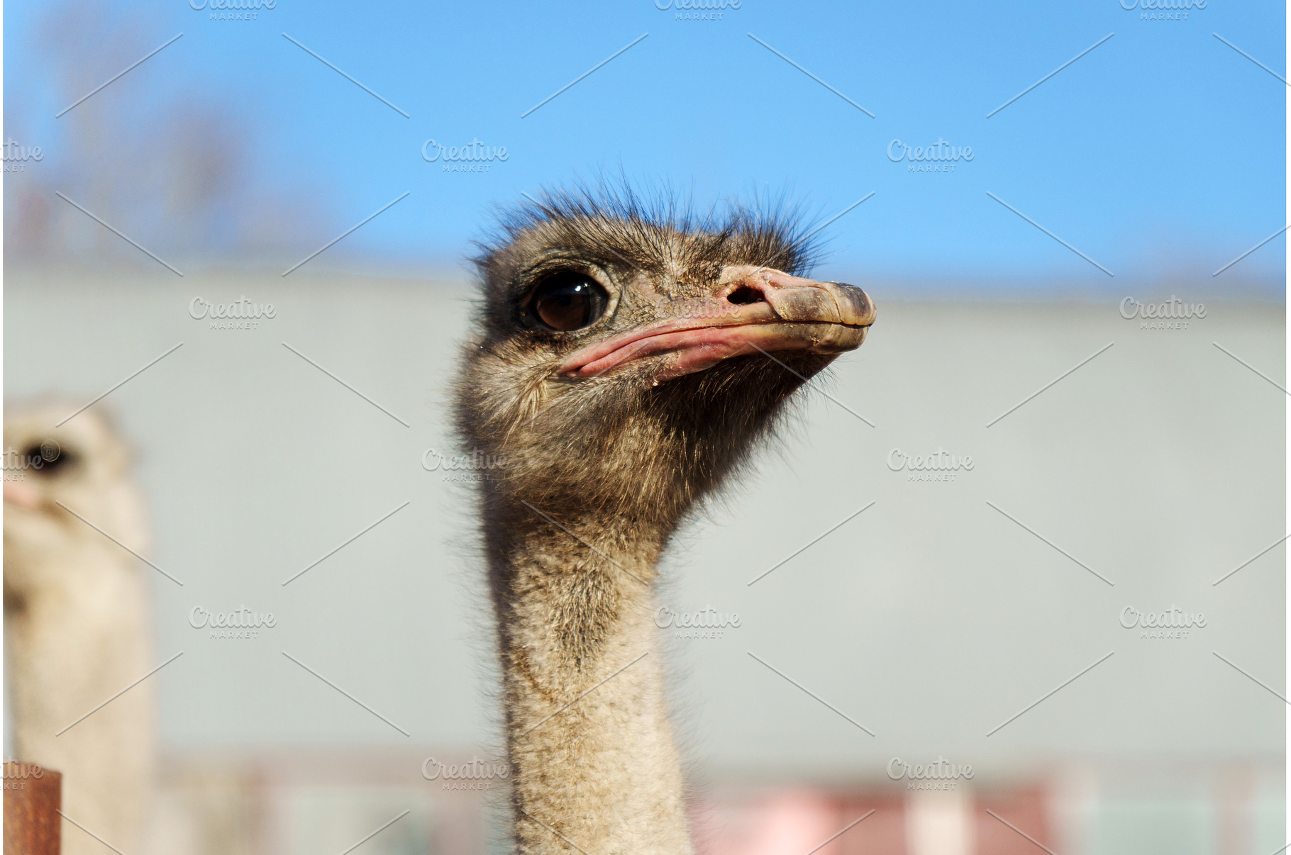 Ostrich from a close perspective in, an Animal Photo by darksoul72