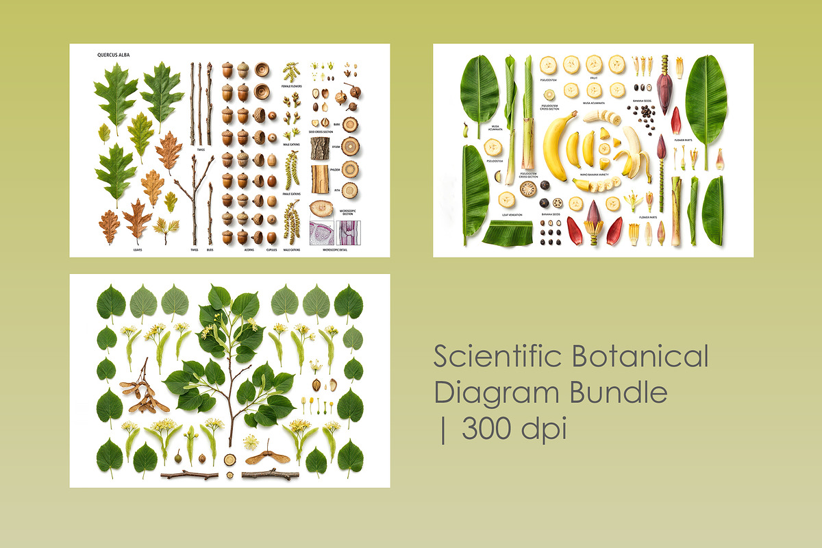 Botanical Plant Anatomy Bundle, an Object Illustration by StockVerse Creative (Photo 1 of 4)