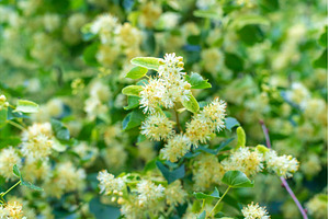Linden trees bloom in the garden, a Nature Photo by yanadjana