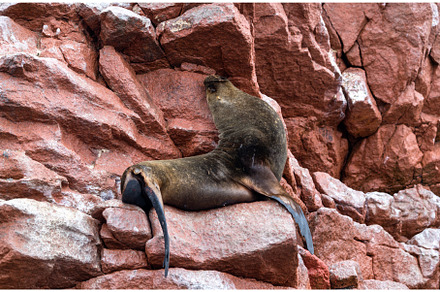 Sea lions resting on the stones in, an Animal Photo by Leonid Andronov