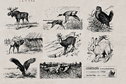 Vintage Bundle 2500+ Free Update, an Animal Illustration by Retro Machine (Thumbnail 166 of 170)