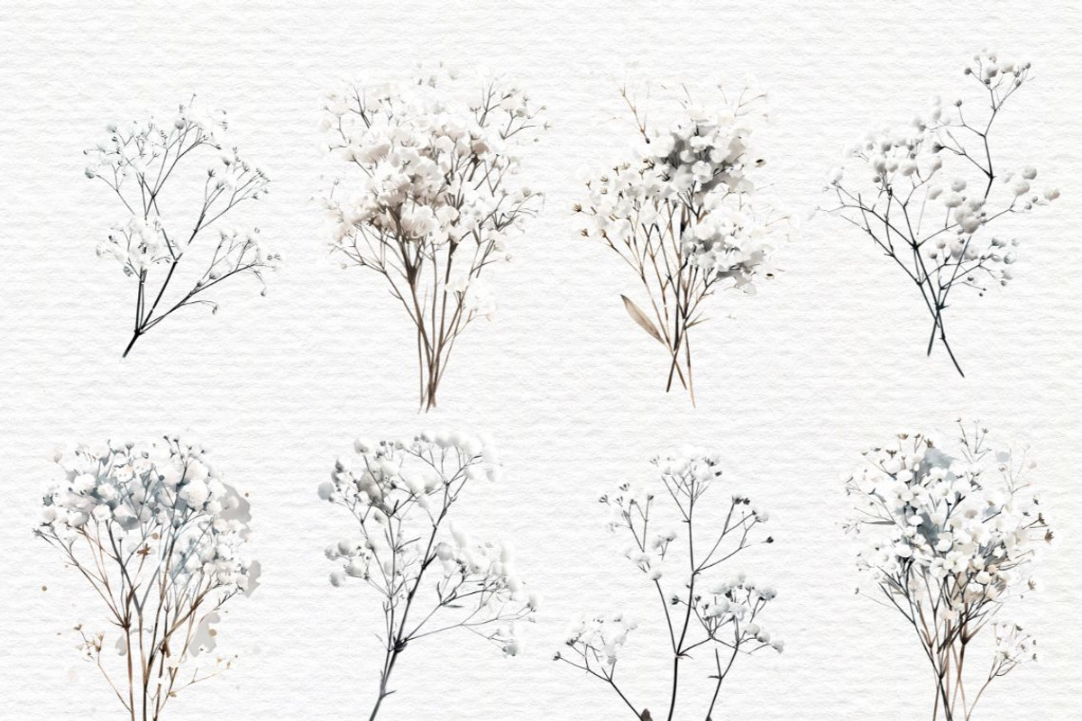 Gypsophila clipart, Baby Breath PNG, a Decorative Illustration by Invite to Clipart (Photo 5 of 7)