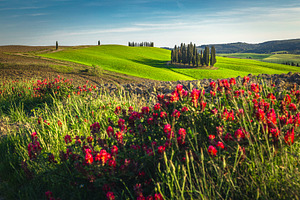 Admirable countryside summer scenery, a Nature Photo by Alpine Dreams