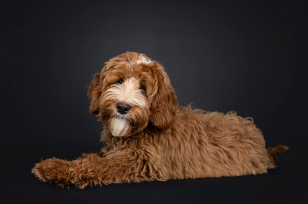 Labradoodle on black background, an Animal Photo by Cat'chy Images by Nynke