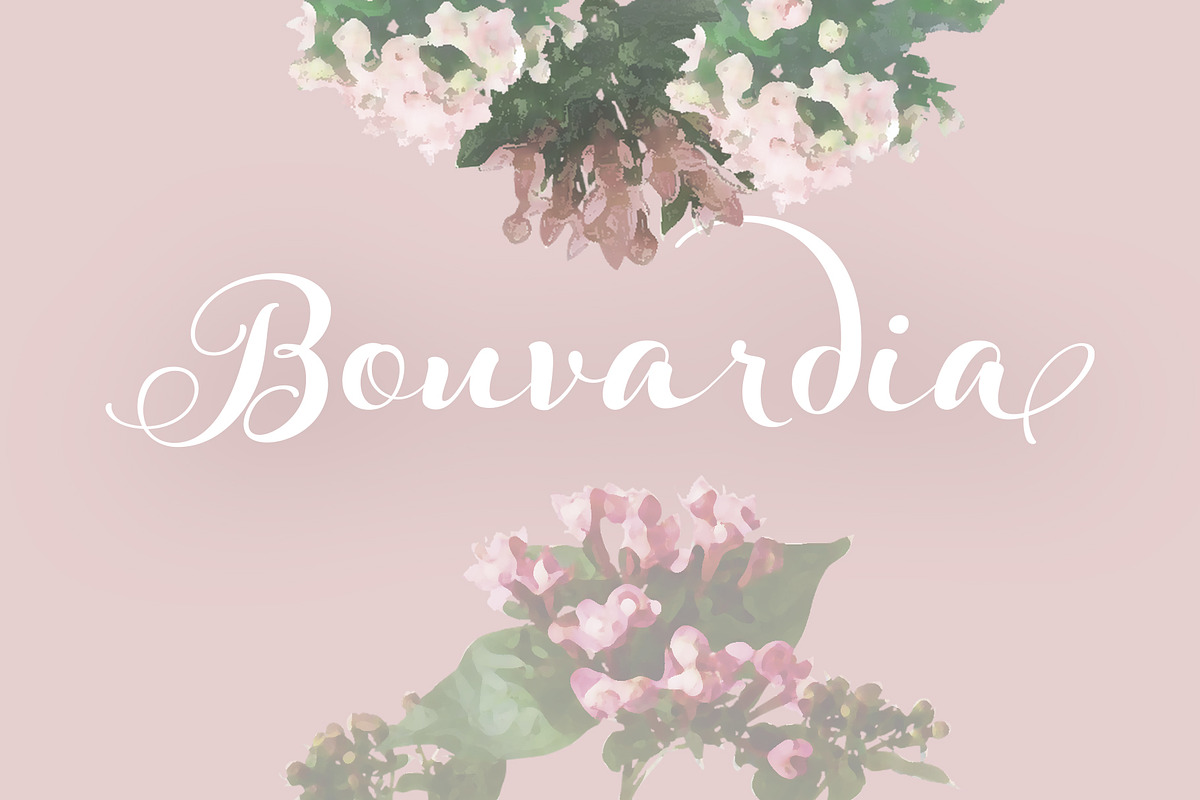 Bouvardia