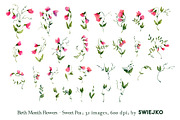 Sweet Pea clipart, birthmonth flower, a Decorative Illustration by swiejko (Thumbnail 2 of 5)