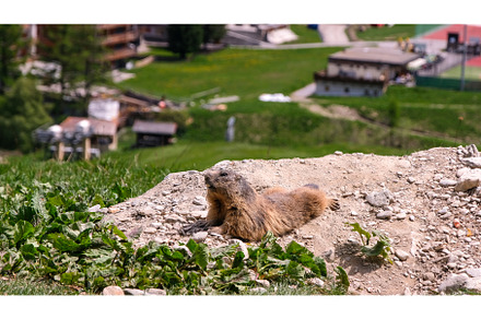 Alpine marmot, marmota marmota. It