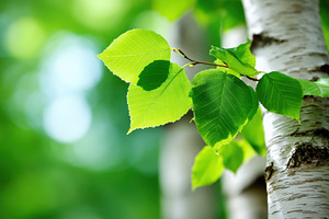 Close-up of birch tree leaves in a green forest, a Nature Photo by AlyaAnd