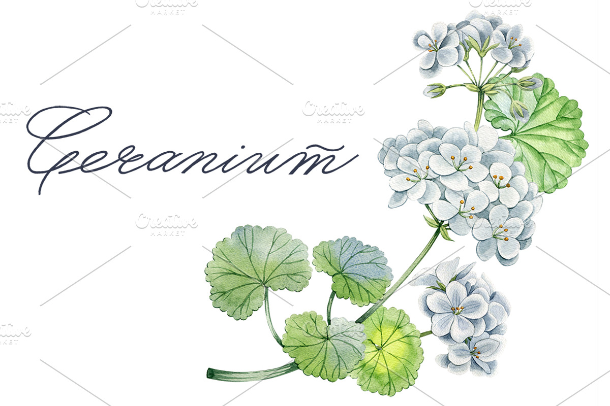 Geranium, an Illustration by Watercolor life (Photo 1 of 3)