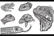 REPTILES - Hand Drawn, an Illustration by BusOne (Thumbnail 1 of 2)