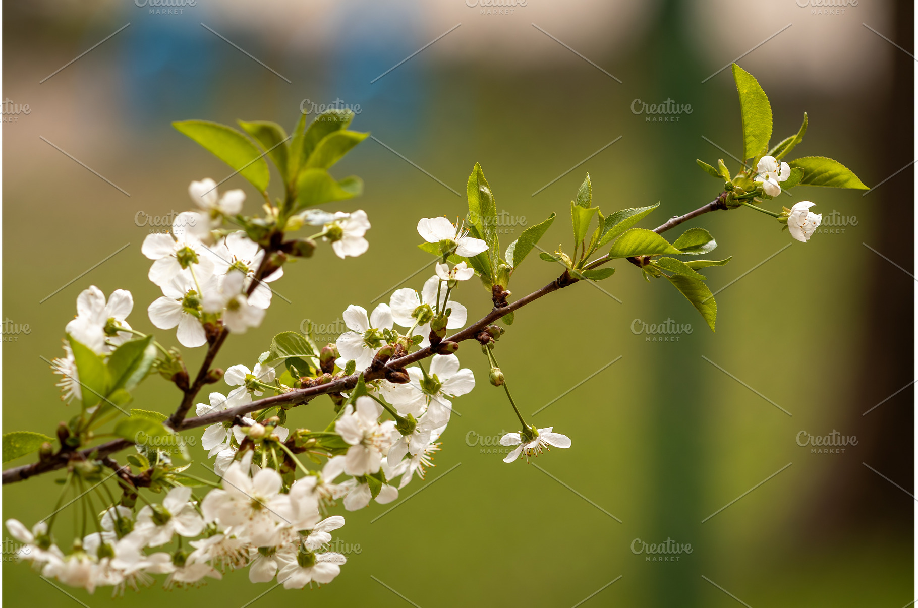 Blooming White Cherry Tree Branches, a Nature Photo by BeOGraphic
