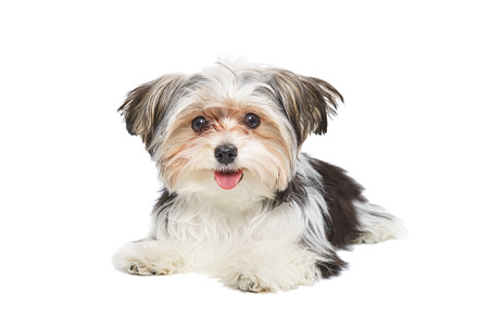 Puppy Maltese lapdog isolated on whi, an Animal Photo by AlexBush