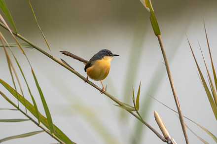 Ashy Prinia Perched on a Grass Stem, a Background Photo by Clinton Weaver