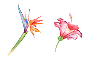 Exotic Flowers Watercolor Clipart