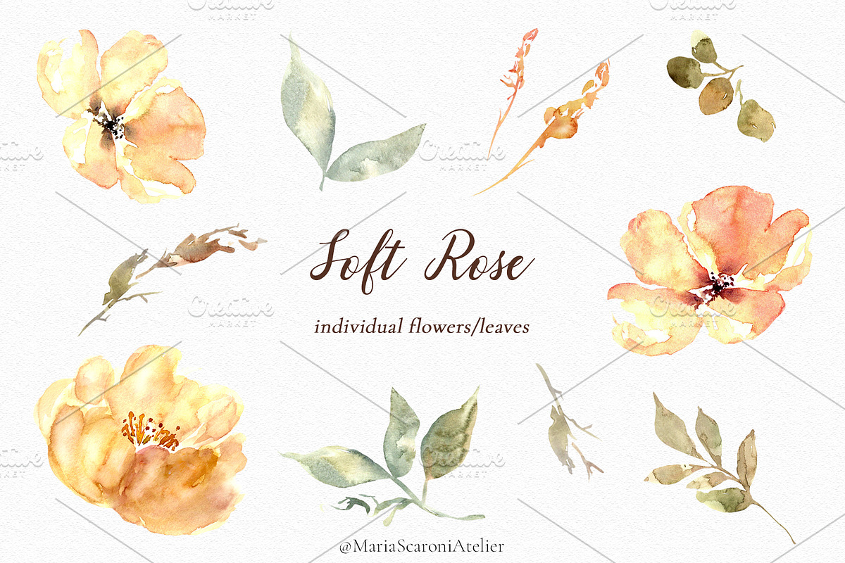 Soft Rose - Watercolor Clipart, an Illustration by MariaScaroniAtelier (Photo 2 of 6)